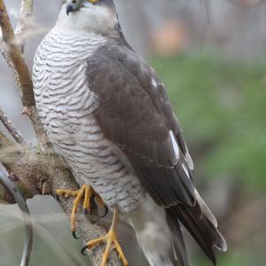 Eurasian Sparrowhawk