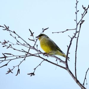 European Greenfinch