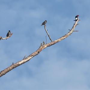 Red-headed Woodpecker