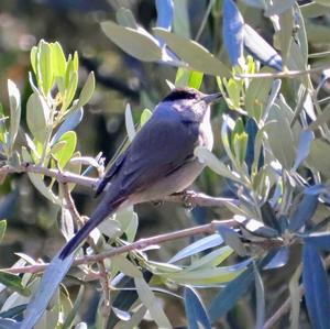 Blackcap