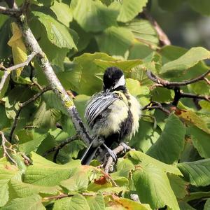 Great Tit