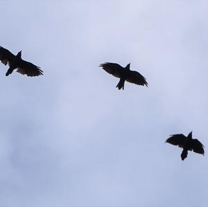 Eurasian Jackdaw