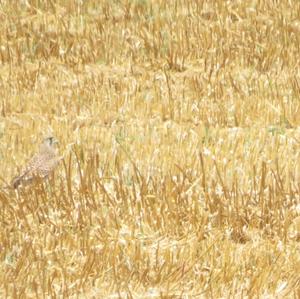 Common Kestrel