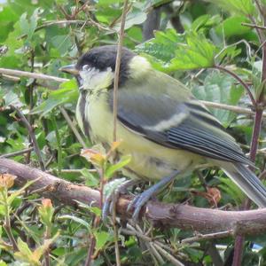 Great Tit