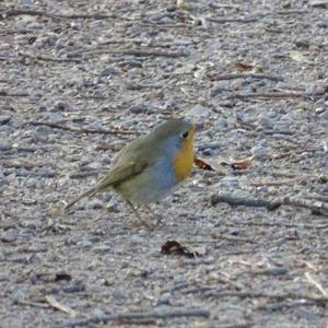 European Robin