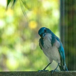 Western Scrub-jay