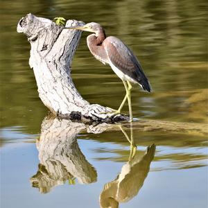 Tricoloured Heron