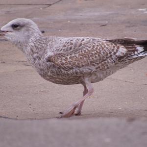 Black-tailed Gull