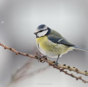 Blue Tit