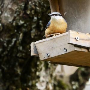 Wood Nuthatch