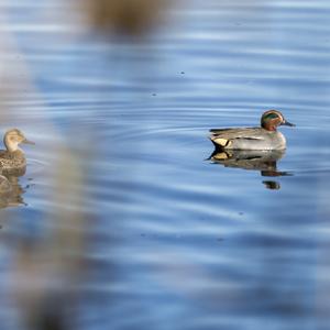 Common Teal