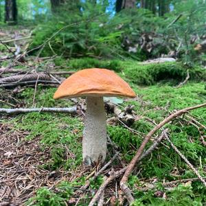 Orange Birch Bolete