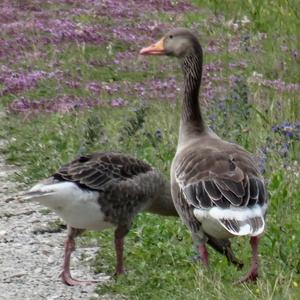 Greylag Goose