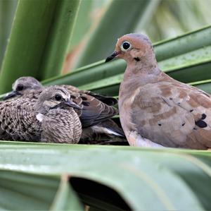 Mourning Dove