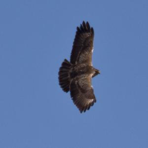 Common Buzzard