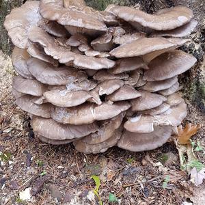 Oyster Mushroom