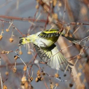 Eurasian Siskin