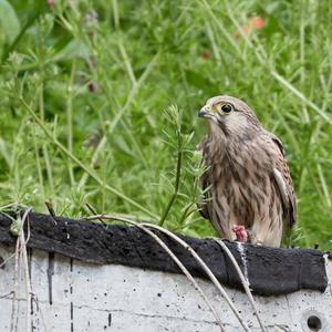 Common Kestrel