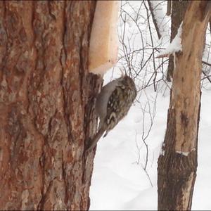 Eurasian Treecreeper