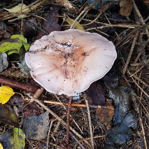 Wood Blewit