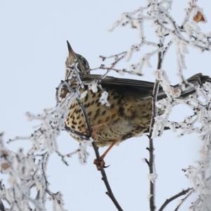 Mistle Thrush