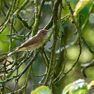 Willow Warbler