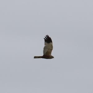 Western Marsh-harrier