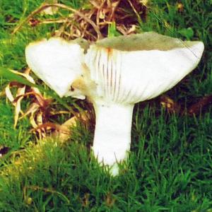 Cracked Green Russula