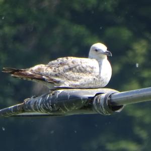 Herring Gull