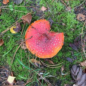 Fly Agaric