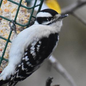 Downy Woodpecker