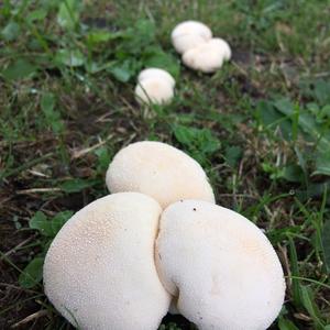 Meadow Puffball