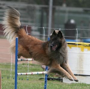 Belgian Tervuren