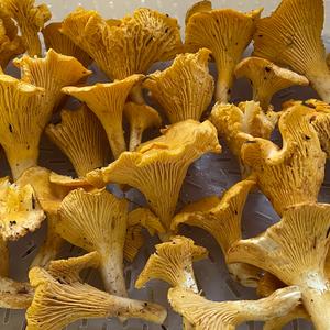 Chanterelle, Common