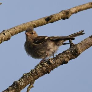 Eurasian Chaffinch