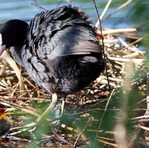 Bläßhuhn