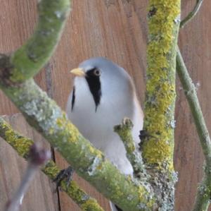 Bearded Parrotbill