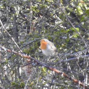 European Robin