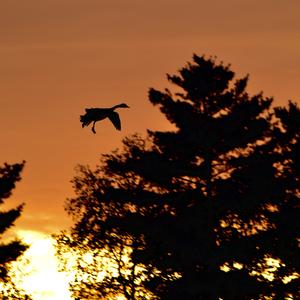 Canada Goose