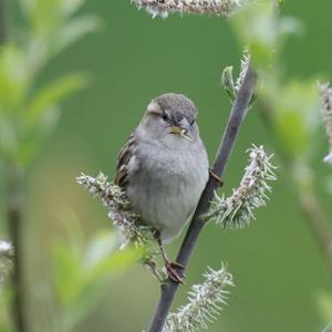 House Sparrow