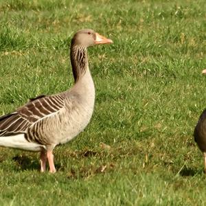 Greylag Goose