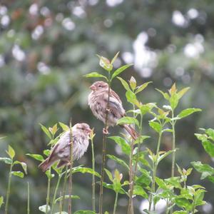 House Sparrow