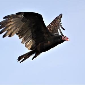 Turkey Vulture