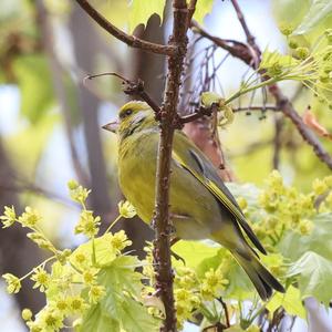 European Greenfinch