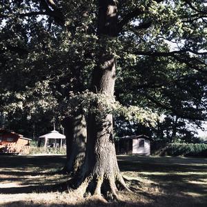 Pedunculate Oak