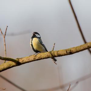 Great Tit