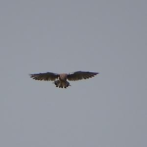 Common Kestrel