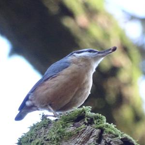 Wood Nuthatch