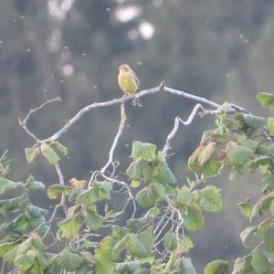 Yellowhammer