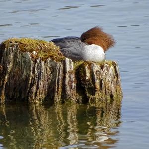 Common Merganser